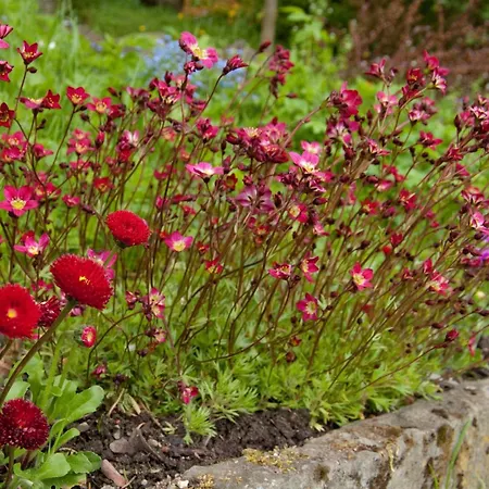 Lindenhof * Willingen (Upland)