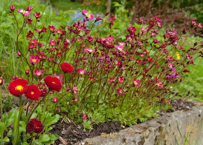 Lindenhof * Willingen (Upland)